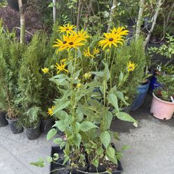 ‘Goldsturm’ Rudbeckia Perennial Plants —