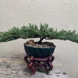 Bonsai Flying Eagle Japanese Garden Juniper $65 Each