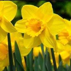 Daffodils, Live Plant 