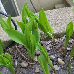 Lily of the Valley Plants
