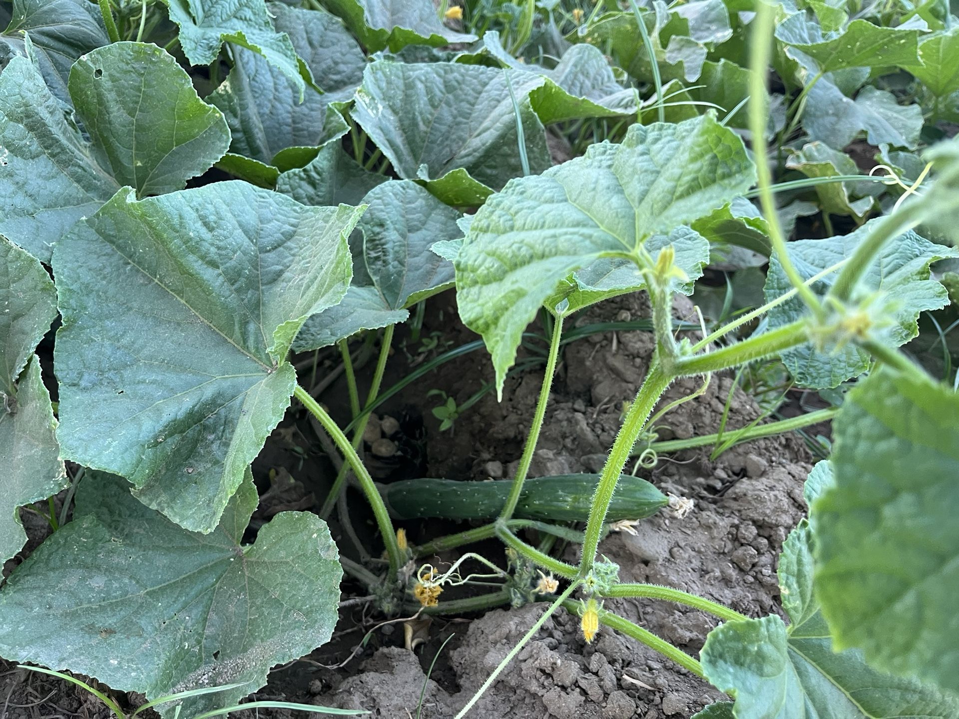 Pepinos A La Venta $1 La Libra.