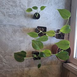 Monstera Deliciosa Babies 