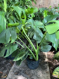 Monsteras in 3 gls pot. SPECIAL PRICE 🤩