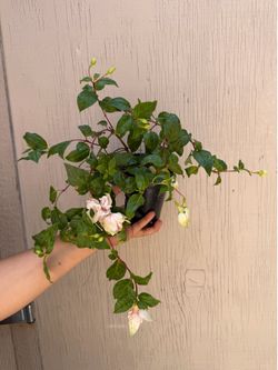 4” Fucshia plant different colors ( big flowers )price is for each