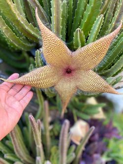 Bella planta🪴estapelia gigantea$8