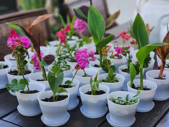 Starter plants 🪴  $3 each