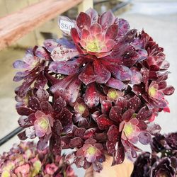 Aeonium Chanel