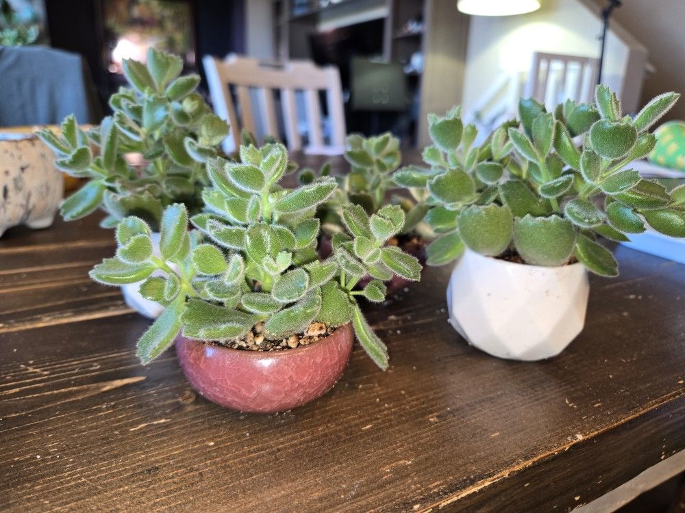 Succulent - Bear Paws 