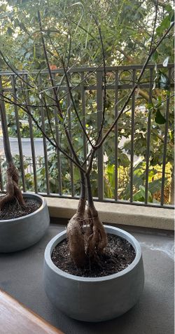 Queensland bottle tree