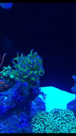 Fragspawn/ Hammer for sale