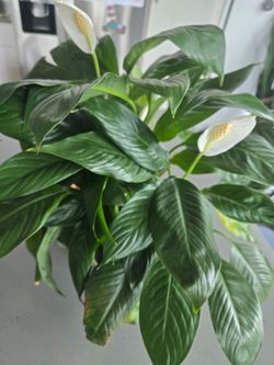 Peace Lily