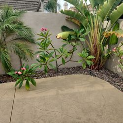 red plummeria cuttings or plant