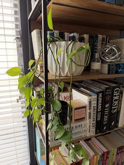 Vine plant with ceramic planter