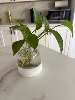 Pothos plant