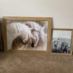 Horse Pictures