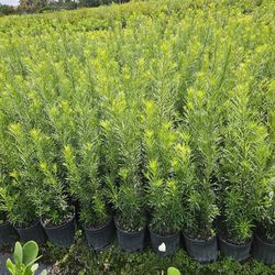 Podocarpus Tall Full Green  Fertilized  Ready For Planting Instant Privacy Hedge  Same Day Transportation 