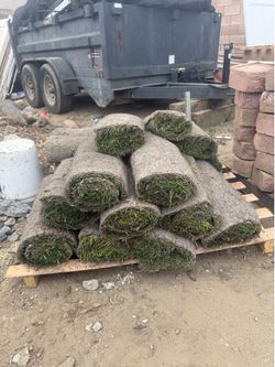 Fescue sod