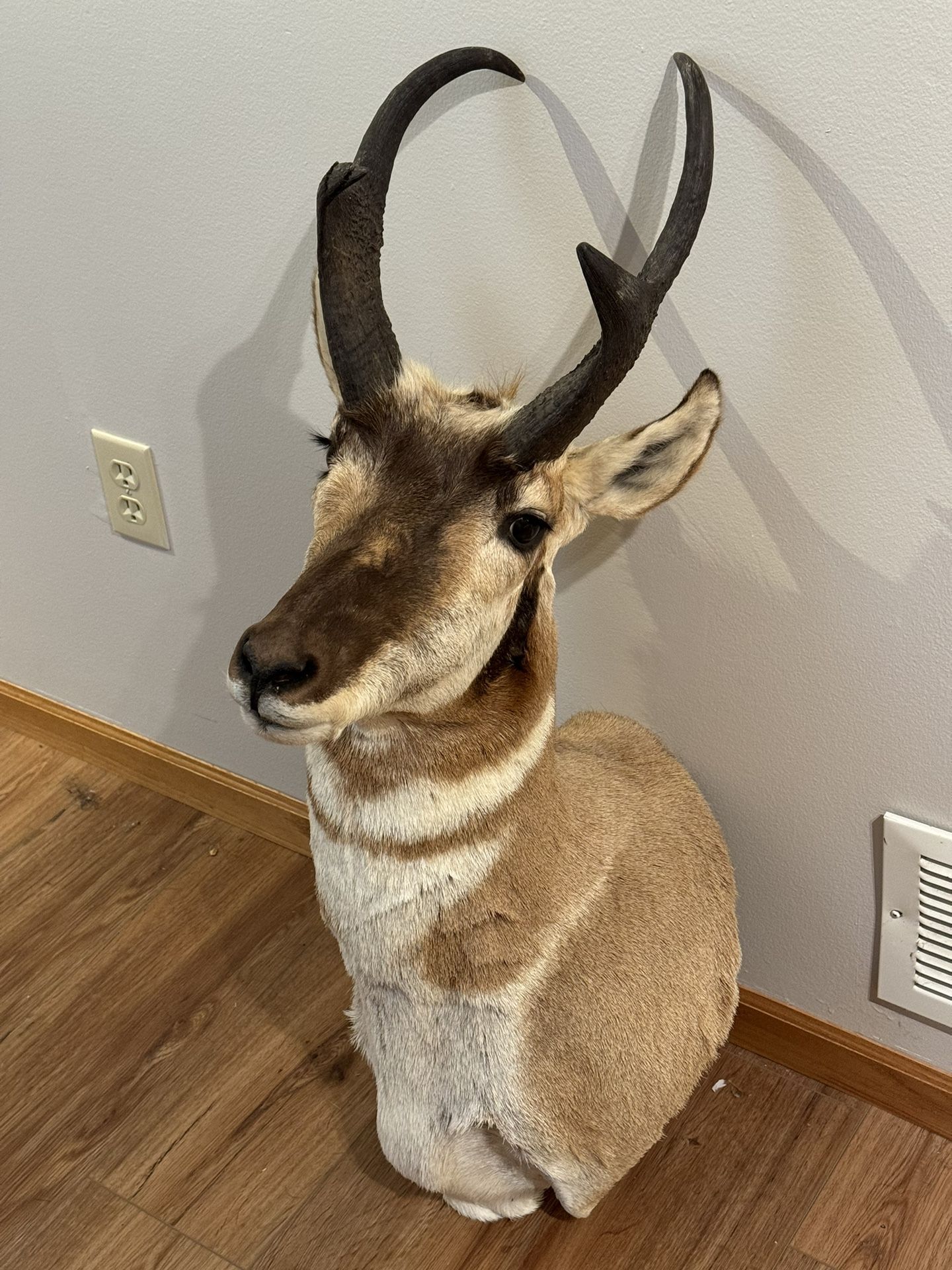 Pronghorn Mount Fro Wyoming