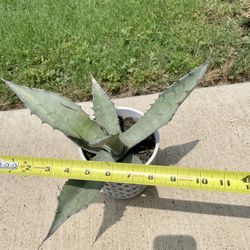 California Blue Agave Americana - 8”