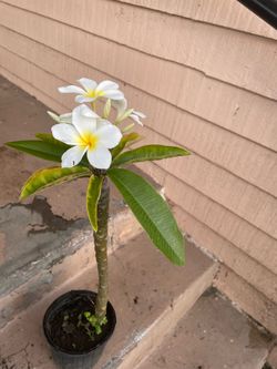 White plumeria tree