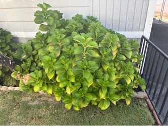 Hydrangea plants. You dig up