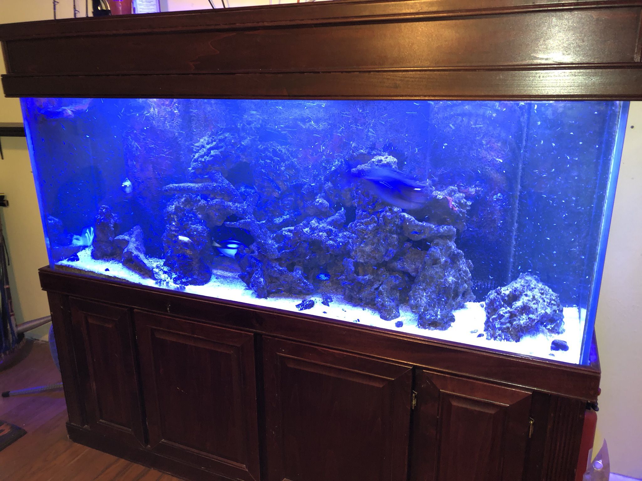 250 Gallon Saltwater Aquarium for Sale in West Palm Beach, FL OfferUp