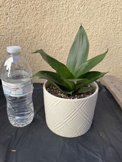 Starfish Snake Plant