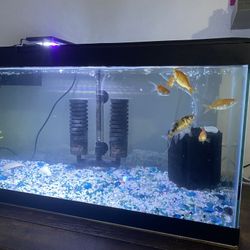 20 gallon tank with lid, hang on back filter, two sponge filters, and lighting