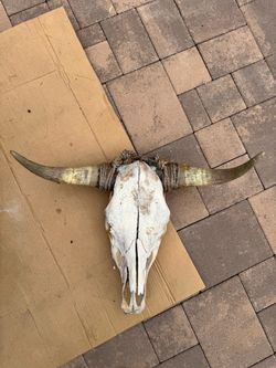 Bull Real Longhorn Skull Wall Décor  animal skulls