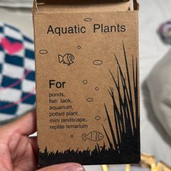 fish tank plants 