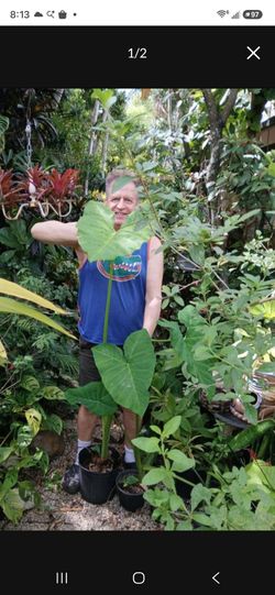 Huge Elephant Ear Landscape Plant