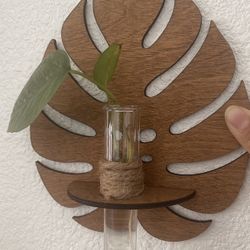 Smaller Monstera Propagation Holder