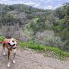 Maxie