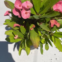 Corona De Cristo 