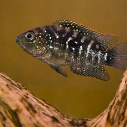 Fish Tank Decorations 