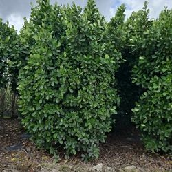 huge clusias Over 10 feet tall Instant Privacy Hedge 6 to 8 feet wide