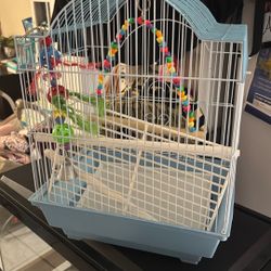 Bird Cage 