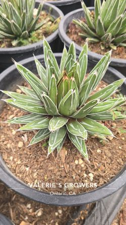Queen victoria agave