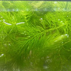 Aquarium Plant Fox Tail/Hornwort