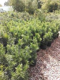 japanese yew
