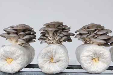 Mushroom Grow Kits – 5 Types – Everson or Seattle Pickup