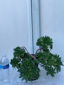 4 different varieties of healthy potted plants