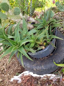 Downsizing 2 Extra large Pots With Various Cactus. Each $25