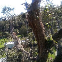 trees are removed and trimmed
