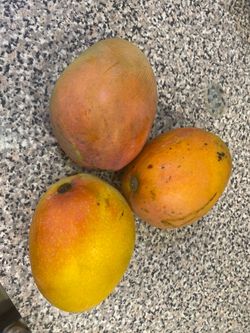 delicious sweet mango $1 each