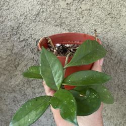 Hoya Plant