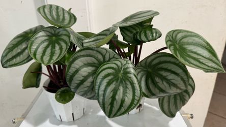 Pepperomia Watermelon