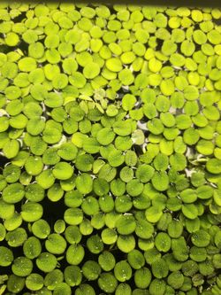 Salvinia Minima (Water Spangles) – Live Floating Aquarium Plant