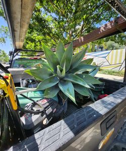 Large Plant