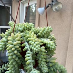 Hanging Plants And  Succulent Baskets- 6 Inch 